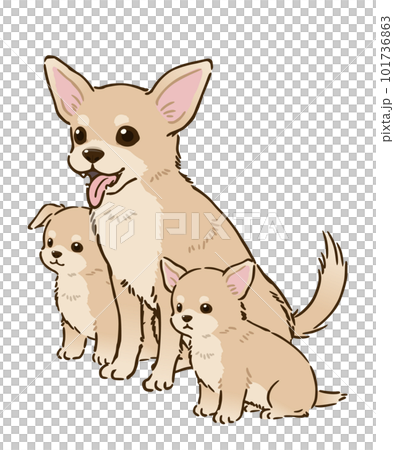 Chihuahua親子（光滑外套、奶油） 101736863