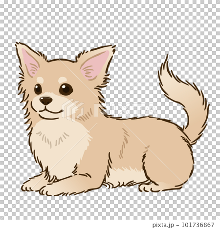 ふせるチワワ（ロングコート、クリーム） 101736867