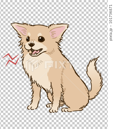 Angry Chihuahua (long coat, cream) 101736871