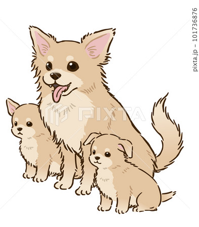 チワワの親子（ロングコート、クリーム） 101736876