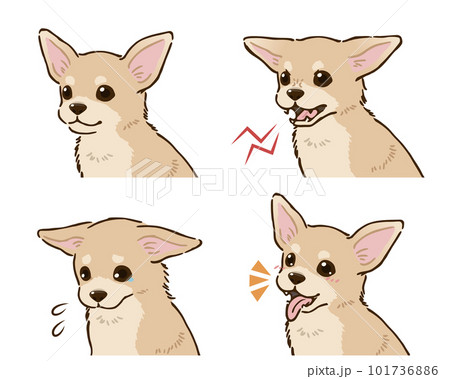 チワワの喜怒哀楽セット（スムースコート、クリーム） 101736886