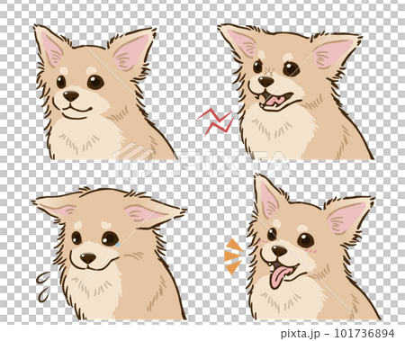 チワワの喜怒哀楽セット（ロングコート、クリーム） 101736894