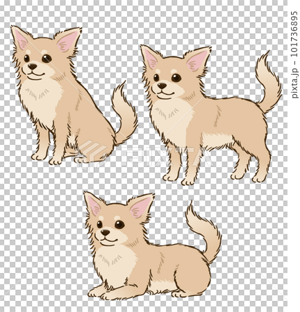 Chihuahua in various postures (long coat, cream) 101736895