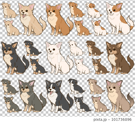 Chihuahua of various colors (long coat) Chihuahua of various colors (long coat) 101736896