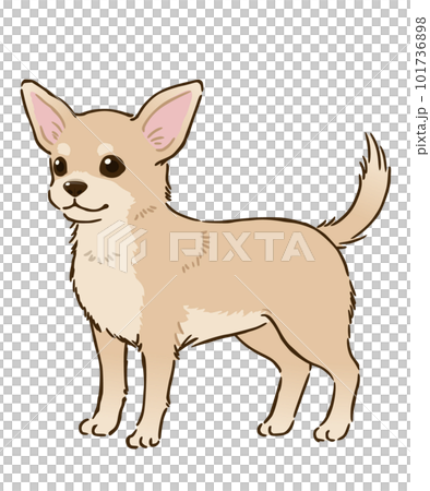 チワワ（スムースコート、クリーム） 101736898