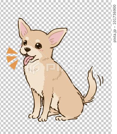 Happy Chihuahua(光滑的外套,奶油) Happy Chihuahua(光滑的外套,奶油) 101736900