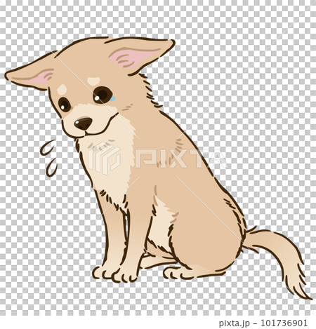 Sad Chihuahua（光滑的外套，奶油） 101736901