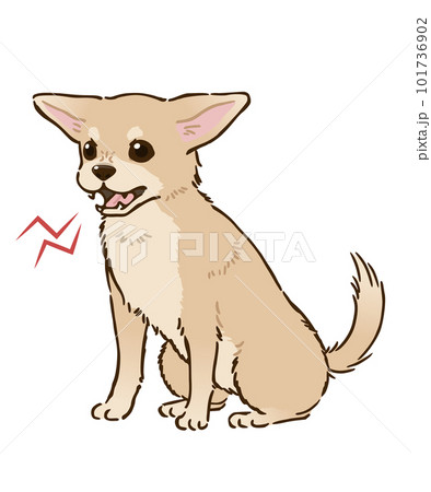 怒るチワワ（スムースコート、クリーム） 101736902