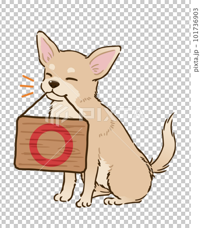 帶圓圈標記的吉娃娃（光滑的外套，奶油） 101736903