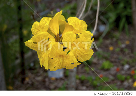 イペーの黄色い花 101737356