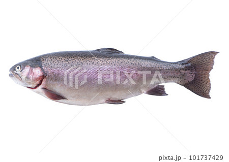 Rainbow trout fish isolated on white background. Fresh wild trout isolated on a white with clipping path. Fresh whole rainbow trout. Empty space for text. Copy space. 101737429