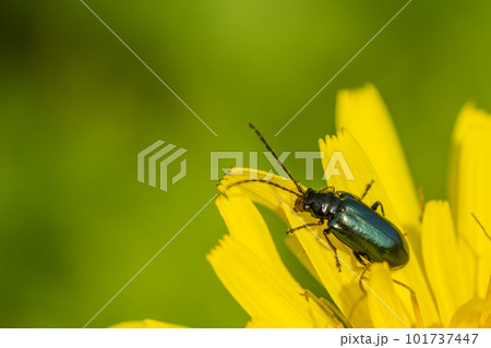 タンポポに止まるクワハムシ 101737447