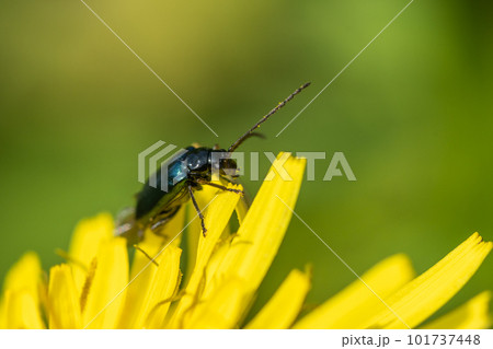 タンポポに止まるクワハムシ 101737448