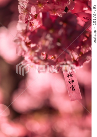 夜に訪れた桜神宮の境内にある河津桜と花帯 101737595