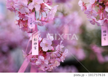 桜神宮の境内にある河津桜と花帯 桜神宮の境内にある河津桜と花帯 101737616