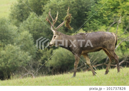 Very rare Pere David deer in autumn 101737826