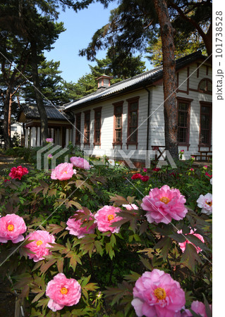 牡丹咲く前橋市蚕糸記念館 牡丹咲く前橋市蚕糸記念館 101738528