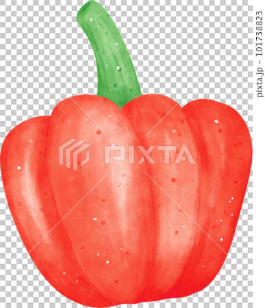 Watercolor fresh red bell pepper vegetable vibrant color hand drawing Watercolor fresh red bell pepper vegetable vibrant color hand drawing 101738823