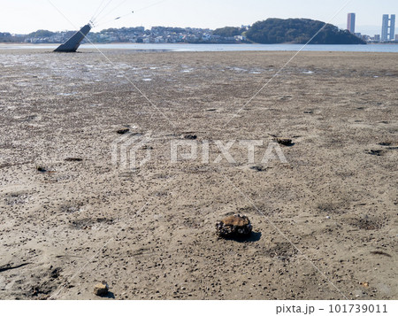 和白干潟(博多湾奥に広がる干潟)。福岡市東区。 和白干潟(博多湾奥に広がる干潟)。福岡市東区。 101739011