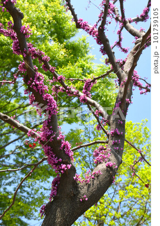 ピンクの花を咲かせたフォレストパンジー アメリカハナズオウ ピンクの花を咲かせたフォレストパンジー アメリカハナズオウ 101739105