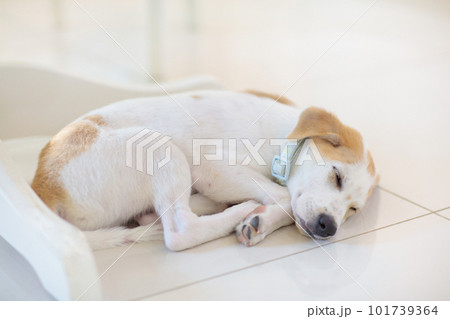 Puppy indoors. Dog playing on the floor. Home pet. 101739364