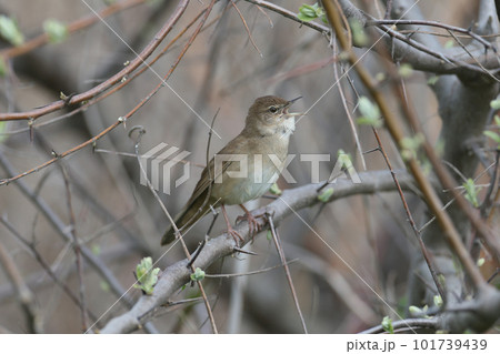 Singing in the thorn Singing in the thorn 101739439