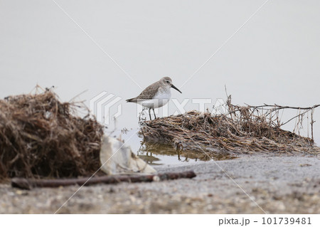 The dunlin (Calidris alpina) The dunlin (Calidris alpina) 101739481