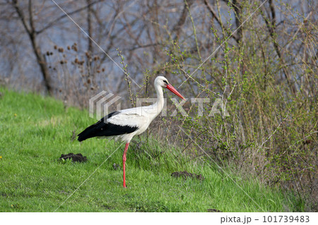 Looking for a baby 101739483