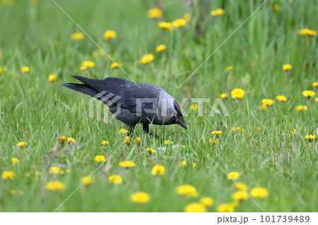 western jackdaw (Coloeus monedula) western jackdaw (Coloeus monedula) 101739489
