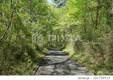 青々とした新緑の樹木 101739513