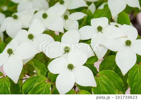 満開の白いヤマボウシの花 満開の白いヤマボウシの花 101739623