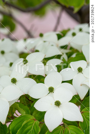 満開の白いヤマボウシの花 満開の白いヤマボウシの花 101739624