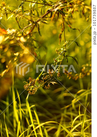 Green leaves in a summer garden create a natural and vibrant bac 101739887