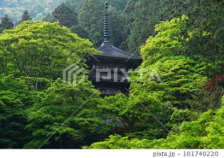 高源寺の青紅葉 高源寺の青紅葉 101740220