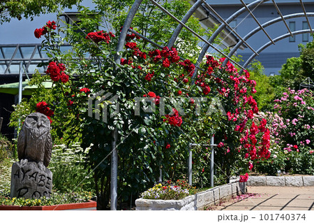 綾部バラ園より 101740374