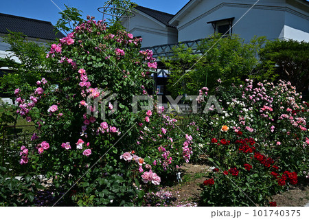 綾部バラ園より 101740375