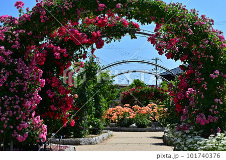 綾部バラ園より 101740376