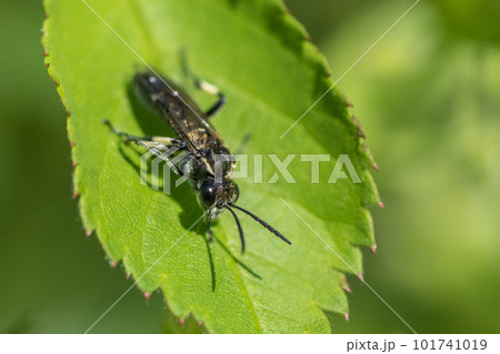 葉にとまるクロハバチ 葉にとまるクロハバチ 101741019