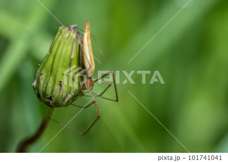 タンポポのつぼみに止まるアシナガグモ　 101741041