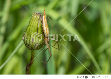 タンポポのつぼみに止まるアシナガグモ　 101741042