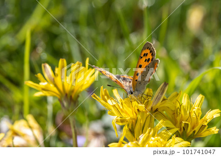 タンポポの蜜を吸うベニシジミ 101741047