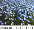 青い小さな花、ネモフィラ 101741441