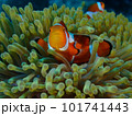 鮮やかなイソギンチャクとカクレクマノミ 101741443