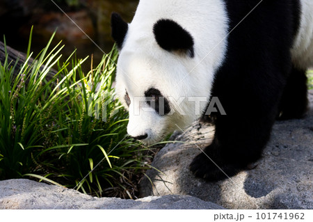 Giant Panda in Australia Giant Panda in Australia 101741962