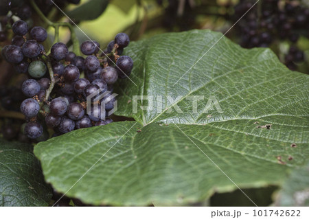 ミヤマリンドウ 101742622