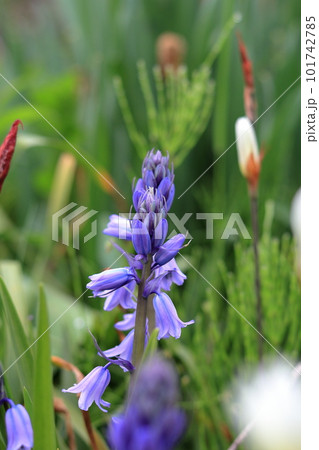イングリッシュブルーベルの花 イングリッシュブルーベルの花 101742785