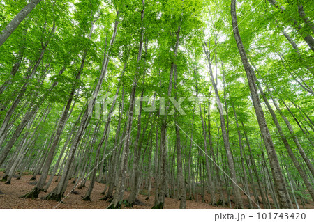 新緑のブナ林 (新潟県_美人林) 新緑のブナ林 (新潟県_美人林) 101743420