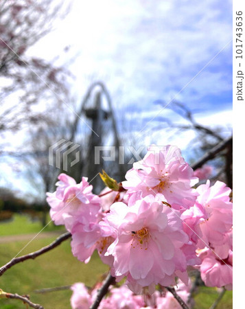 春の公園に咲いたヤエベニシダレ 春の公園に咲いたヤエベニシダレ 101743636