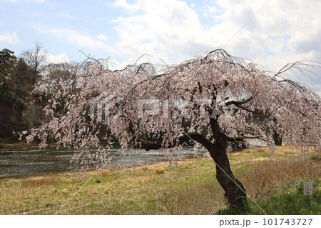 広瀬川沿いの桜の木 101743727