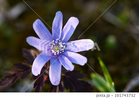 早春のエフェメラルの白いキクザキイチゲの花 101743732